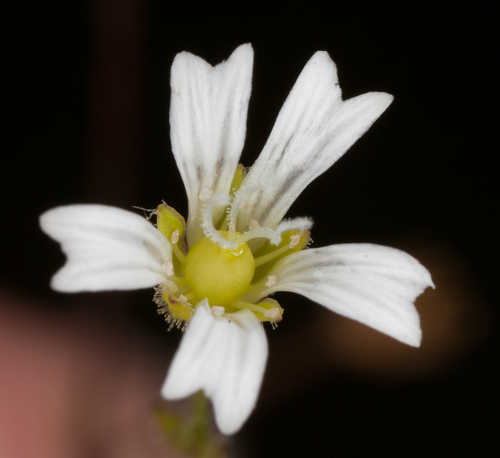 Minuartia muscorum #1